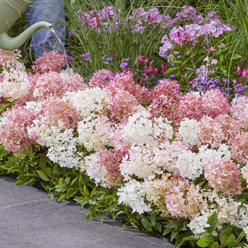 Groundbreaker Blush Panicle Hydrangea
Groundbreaker Blush Hydrangea
Groundbreaker  Hydrangea