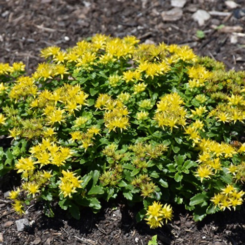 Little Miss Sunshine Stonecrop