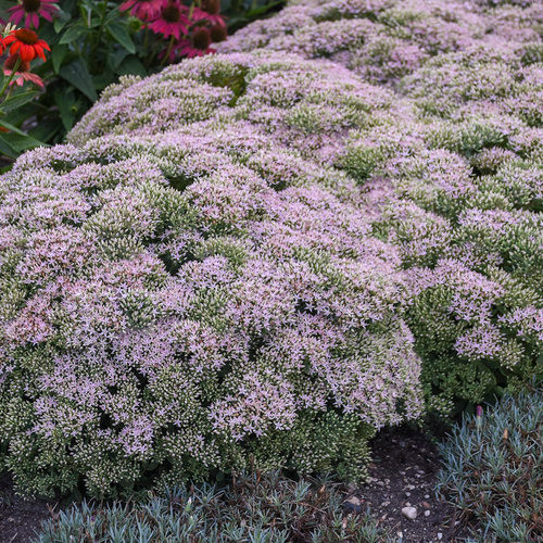 SedumRock 'N Grow Pure Joy Stonecrop