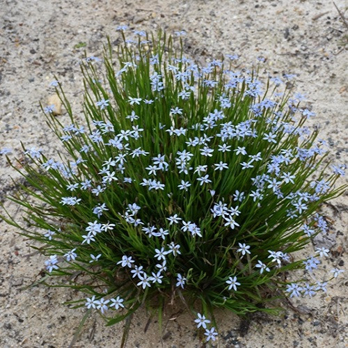 Narrowleaf Blue Eyed Grass Sisyrinchium