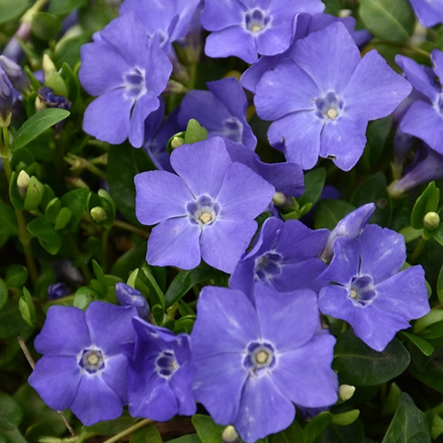 Bowles Periwinkle Vinca minor