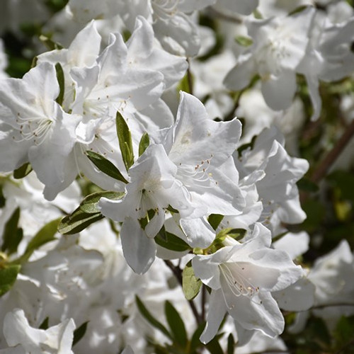 Weston's Innocence Azalea