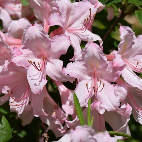 Candy Lights Azalea