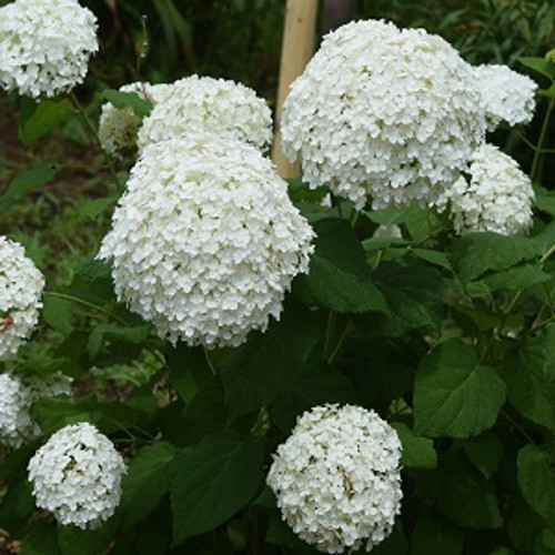 Hydrangea Annabelle