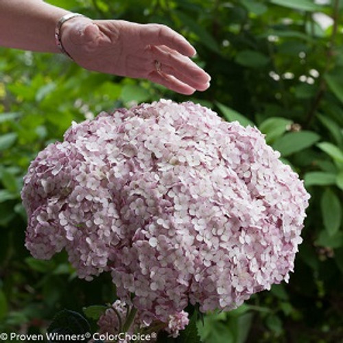 Incrediball  Blush Hydrangea