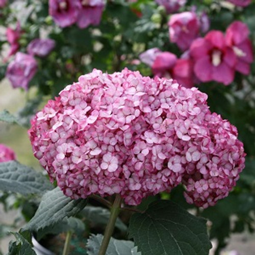 Hydrangea Invincibelle Mini Mauvette