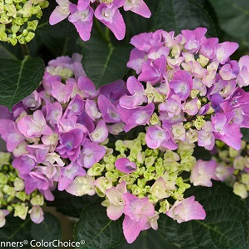 Cityline  Venice Hydrangea