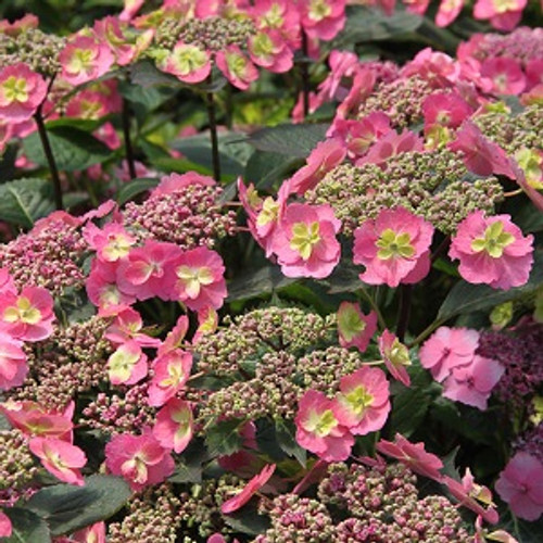 Tuff Stuff Hydrangea