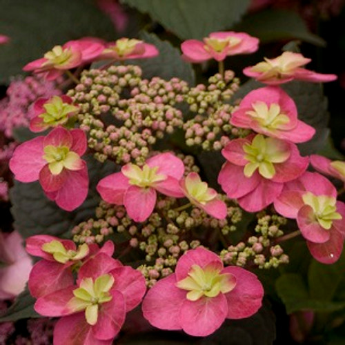 Tuff Stuff Red Hydrangea