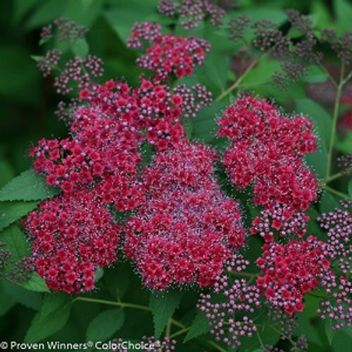 Double Play Red Spirea