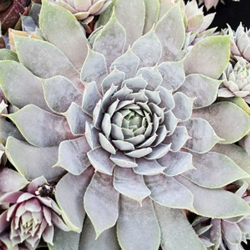 Hens & Chicks - Chick Charms Berry Blues