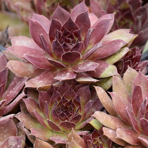 Chick Charms Strawberry Kiwi Hens And Chicks