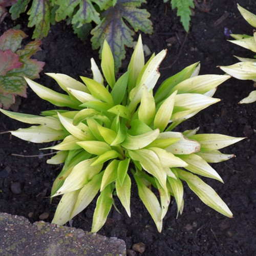 Munchkin Fire Hosta