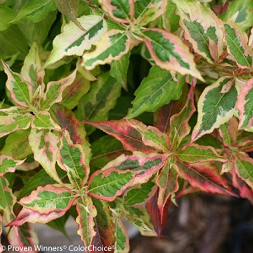 Weigela - My Monet Sunset