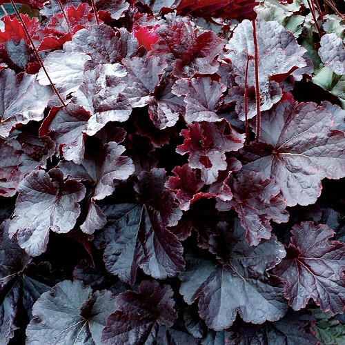 Northern Exposure Black Coral Bells