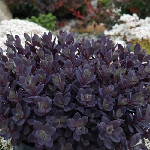 Sedum SunSparkler Plum Dazzled