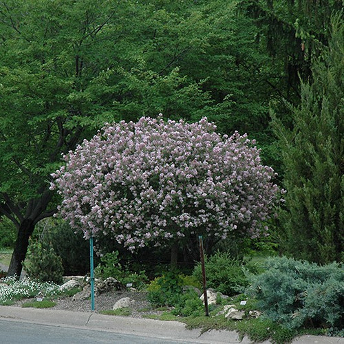 Dwarf Korean Lilac Std tree form