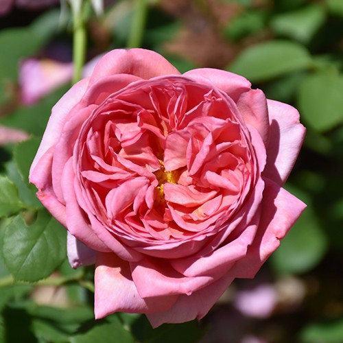 Boscobel David Austin Rose