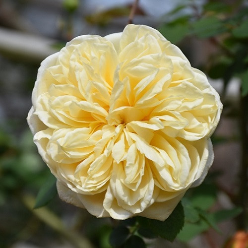 Teasing Georgia David Austin Rose