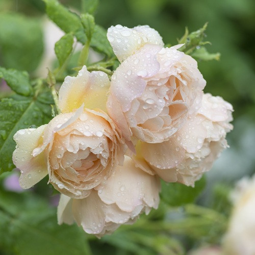 Wollerton Old Hall David Austin Rose