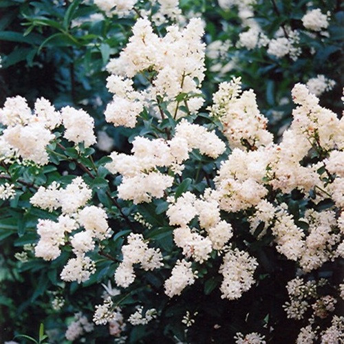 Cheyenne Privet