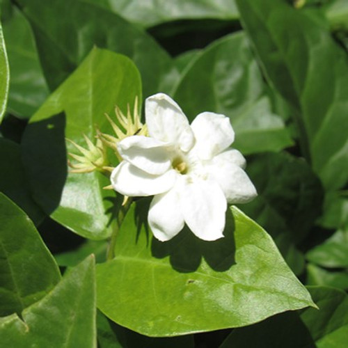 Maid of Orleans Jasmine