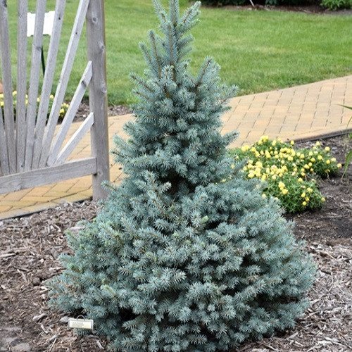 Sester Dwarf Blue Spruce