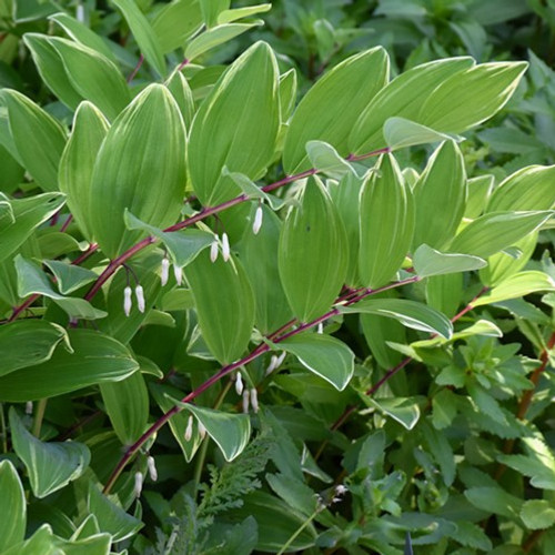 Fragrant Solomon Seal