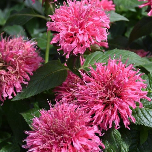 Bubblegum Blast Beebalm