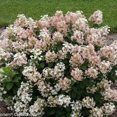 Hydrangea Fire And Ice