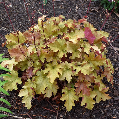 Marmalade Coral Bells