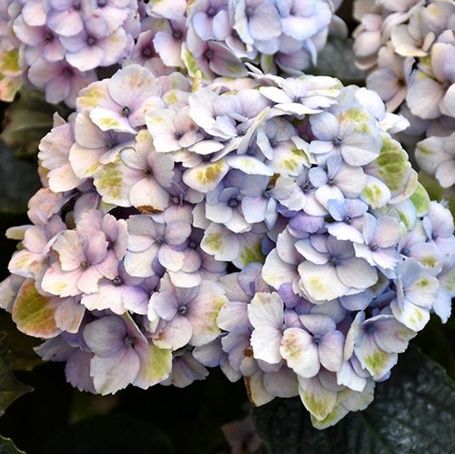 Everlasting Revolution Hydrangea
Magical Revolution Hydrangea