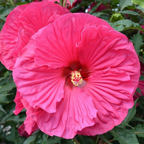 Summer In Paradise Hibiscus