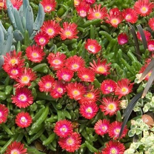 Ice Plant - Jewel of Desert Garnet