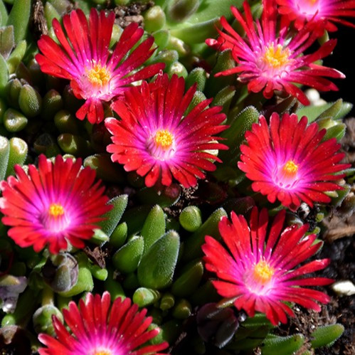 Jewel Of Desert Garnet Ice Plant
