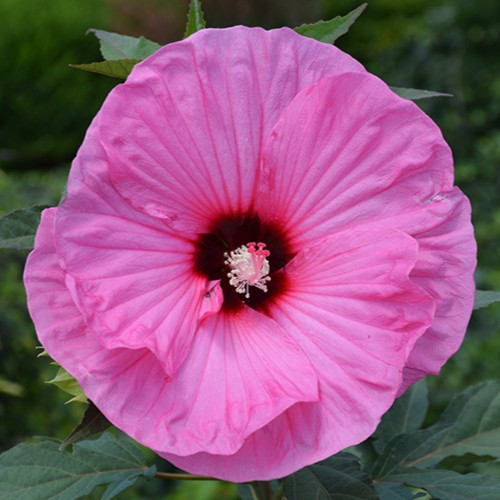itdogs スイートフラワーチュチュXS Candy Crush Hibiscus