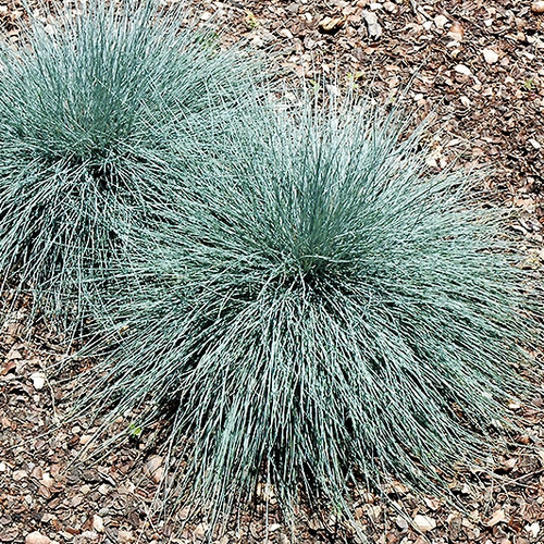 Beyond Blue Fescue Ornamental Grass