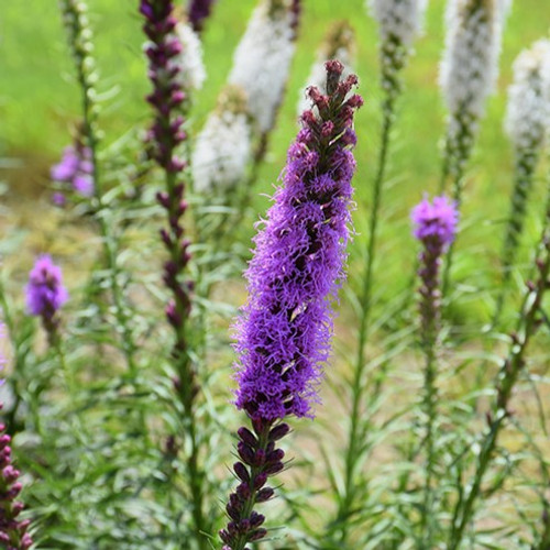 Blazing Star
Liatris spicata