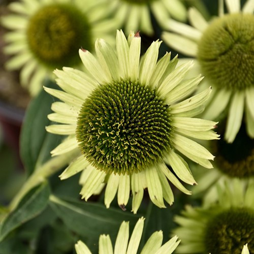 Green Jewel Coneflower Echinacea