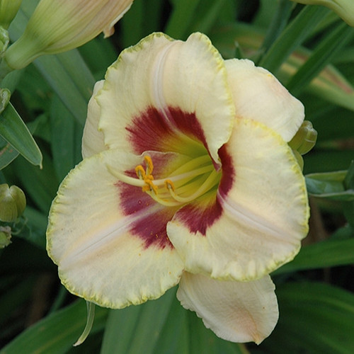 Custard Candy Daylily