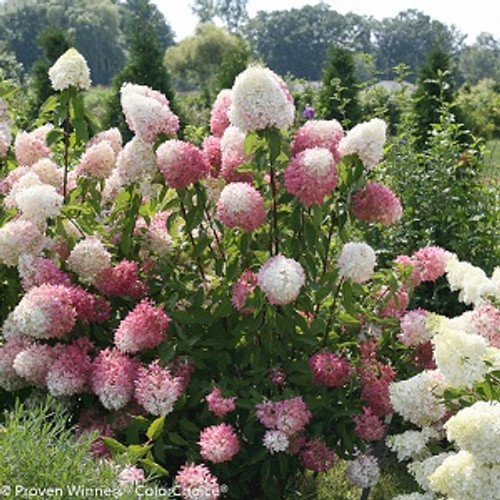 Zinfin Doll Hydrangea