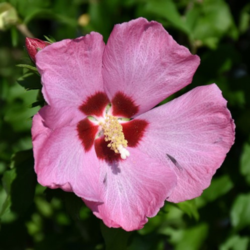 Aphrodite Rose of Sharon