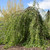 Young's Weeping Birch