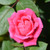 Pink Double Knock Out Shrub Rose