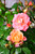 Peach Drift Groundcover Rose