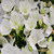 White Clips bellflower campanula