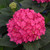 Hydrangea Endless Summer Summer Crush