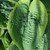 Frances Williams hosta