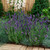 English Lavender Elegance Purple