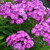 Laura Garden Phlox